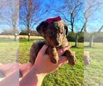 Small #10 Bernedoodle-Doodle Mix