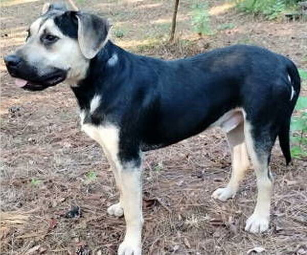 Medium Photo #4 German Shepherd Dog-Unknown Mix Puppy For Sale in Frankston, TX, USA