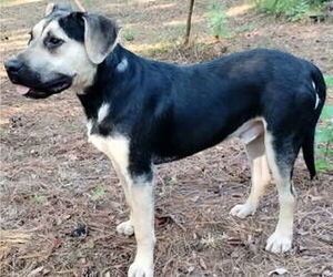 Ricky - Male German Shepherd Dog-Unknown Mix Dog for Adoption - Photo #4