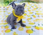 Small Photo #3 French Bulldog Puppy For Sale in ARLINGTON, WA, USA