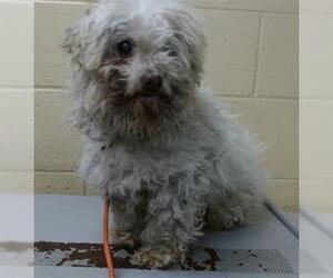Poodle (Miniature) Dogs for adoption in Downey, CA, USA