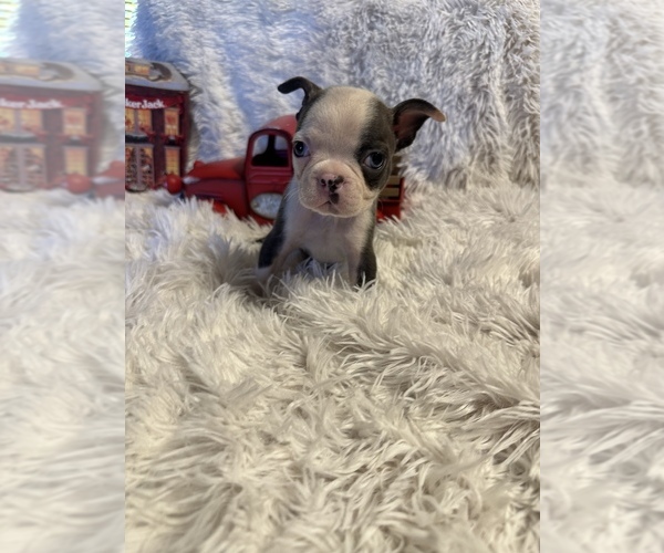 Medium Photo #4 Boston Terrier Puppy For Sale in BOWLING GREEN, KY, USA