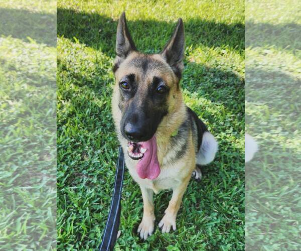 Medium Photo #1 German Shepherd Dog Puppy For Sale in Houston, TX, USA