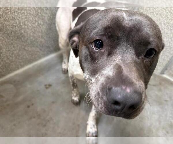 Medium Photo #1 Mutt Puppy For Sale in Santa Rosa, CA, USA