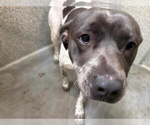 Mutt Dogs for adoption in Santa Rosa, CA, USA