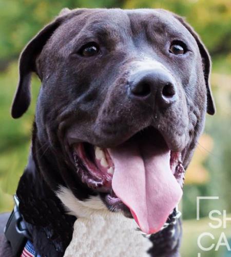 View Ad: Bullboxer Pit Dog for Adoption, Missouri, Saint Louis, USA