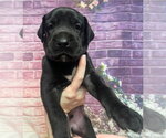 Small #2 Mastiff Mix