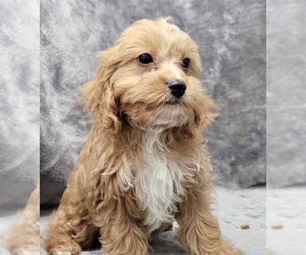 Medium Photo #5 Cavalier King Charles Spaniel Puppy For Sale in Lincolnwood, IL, USA