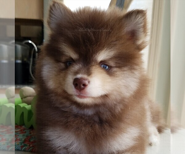 Medium Photo #34 Pomsky Puppy For Sale in RAMSEY, MN, USA