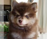 Small Photo #34 Pomsky Puppy For Sale in RAMSEY, MN, USA