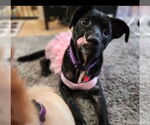 Small #2 American Pit Bull Terrier Mix