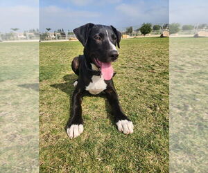 Jetty - Male Borador Dog for Adoption - Photo #4