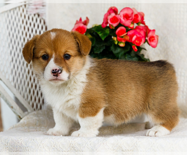 Medium Photo #17 Pembroke Welsh Corgi Puppy For Sale in WAKARUSA, IN, USA