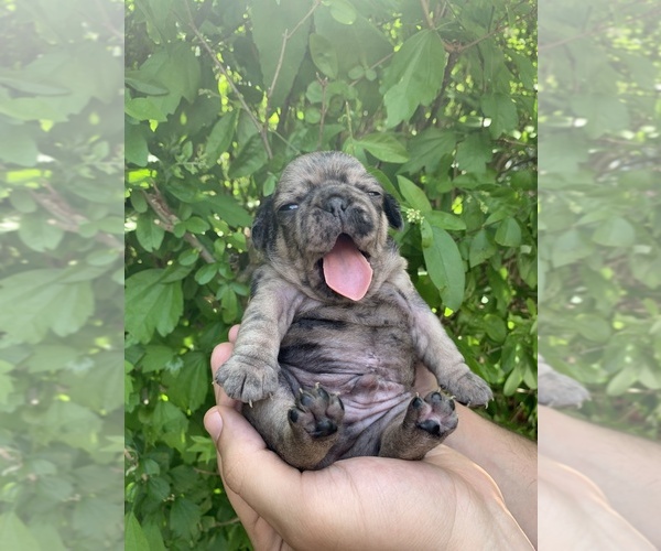 Medium Photo #9 Pug Puppy For Sale in DEARBORN HEIGHTS, MI, USA