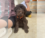 Small Photo #15 Labradoodle Puppy For Sale in FLORENCE, TX, USA