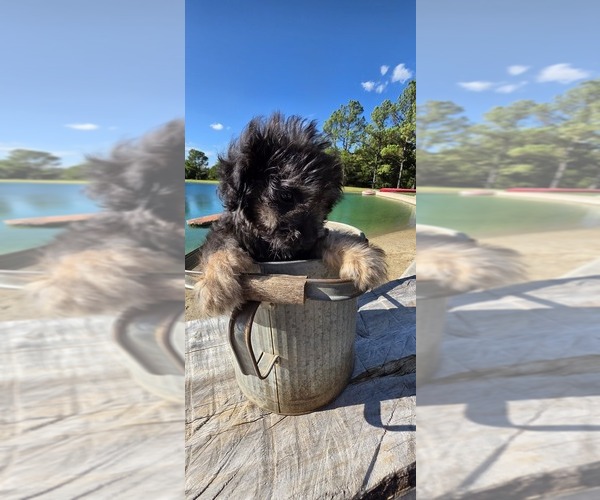Medium Photo #29 Aussiedoodle Toy Puppy For Sale in JONES, OK, USA