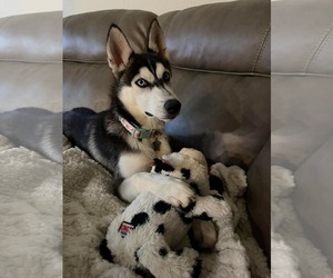 Siberian Husky Dogs for adoption in Carrollton, TX, USA