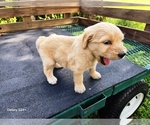 Small #4 Goldendoodle