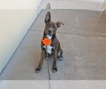 Small Photo #1 Mutt Puppy For Sale in McKinney, TX, USA