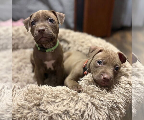 Medium Photo #3 Mutt Puppy For Sale in Rochester, NY, USA