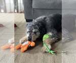 Small #10 Aussiedoodle