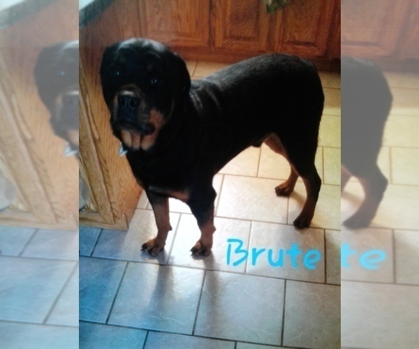 Full screen Photo #1 Rottweiler Puppy For Sale in VANDALIA, MO, USA