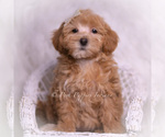 Puppy Tiana F1 Maltipoo (Toy)