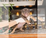 Puppy Puppy 4 Olde English Bulldogge