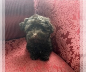 Havanese Puppy for sale in LIVONIA, MI, USA