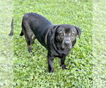 Small #3 Mutt