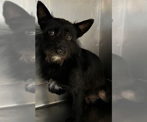 Silky Terrier Dogs for adoption in Downey, CA, USA