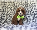 Small #1 Cavapoo