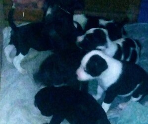 American Pit Bull Terrier Puppy for sale in ADA, OK, USA