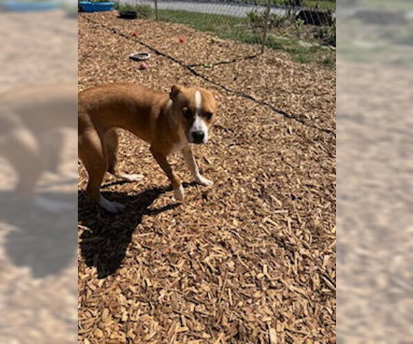 Medium Photo #3 Boxer-Unknown Mix Puppy For Sale in Sparta, TN, USA