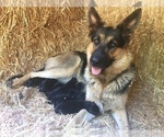 Small Photo #1 German Shepherd Dog Puppy For Sale in GOLDENDALE, WA, USA