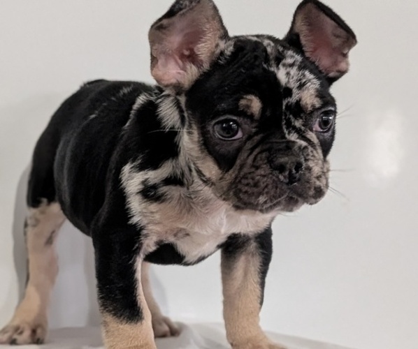 Medium Photo #7 French Bulldog Puppy For Sale in GOSHEN, IN, USA