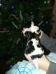 Small Photo #4 Cavalier King Charles Spaniel Puppy For Sale in HOHENWALD, TN, USA