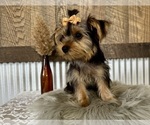 Small #1 Yorkshire Terrier