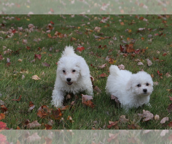 Medium Photo #2 Bichon Frise Puppy For Sale in WOODSTOCK, CT, USA