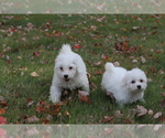 Small Photo #2 Bichon Frise Puppy For Sale in WOODSTOCK, CT, USA