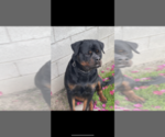 Small Photo #9 Rottweiler Puppy For Sale in YUCCA VALLEY, CA, USA