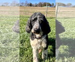 Small #7 Poodle (Standard)