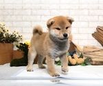 Small Photo #8 Shiba Inu Puppy For Sale in LAS VEGAS, NV, USA