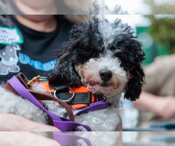 Medium Photo #4 Poodle (Miniature) Puppy For Sale in St. Louis Park, MN, USA