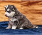 Small #8 Pomsky