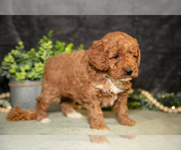 Medium Photo #16 Poodle (Miniature) Puppy For Sale in WOLCOTTVILLE, IN, USA