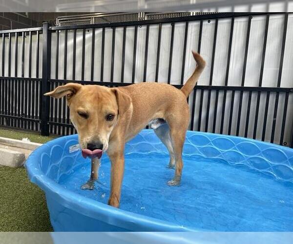 Medium Photo #1 Labrador Retriever-Unknown Mix Puppy For Sale in Waco, TX, USA