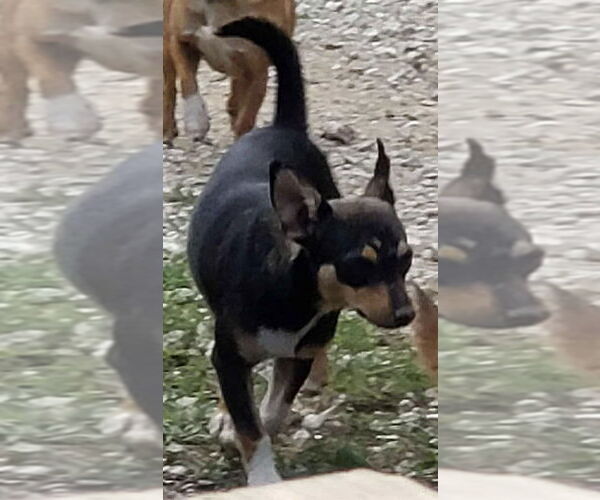 Medium Photo #1 Chihuahua-Unknown Mix Puppy For Sale in Aurora, IN, USA