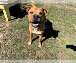 Small #1 American Pit Bull Terrier Mix