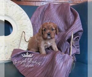 Cavalier King Charles Spaniel Puppy for sale in LE MARS, IA, USA